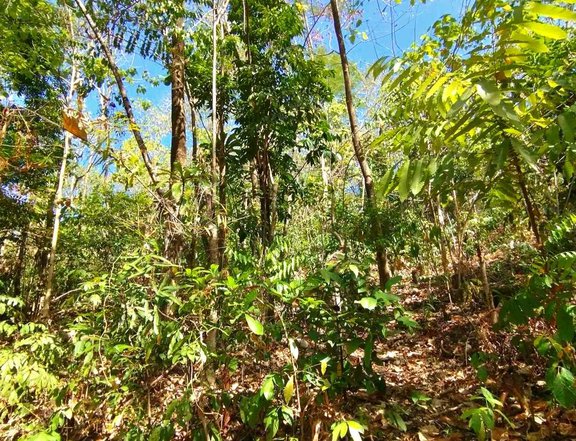 1 hectare Farm Lot For Sale in Tibiao Antique with overlooking view