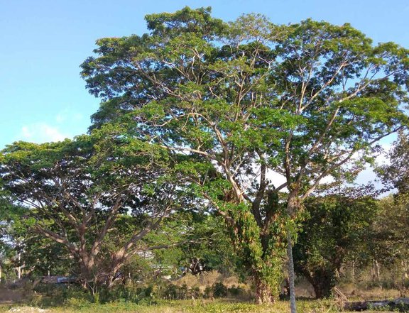 Residential Lot For Sale in San Jose De Buenavista Antique