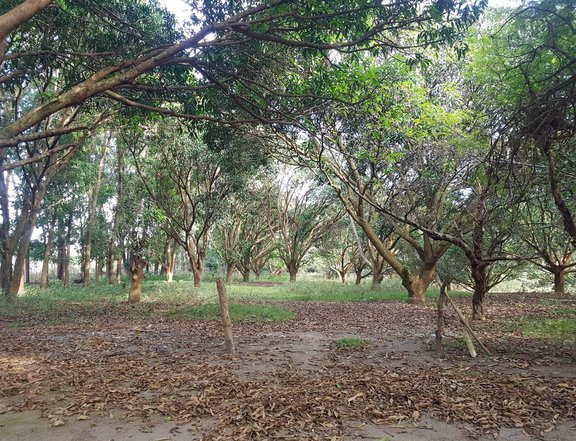 21 Hectares Farm of Actor Cesar Montano For Sale in Iba Zambales