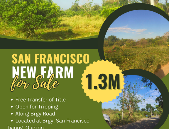 1,300 per sqm Farm lot for sale in Brgy. San Francisco, Tiaong, Quezon