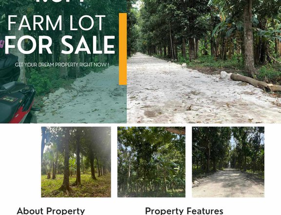 Mahogany farm lot 1,000sqm for sale in Tiaong Quezon