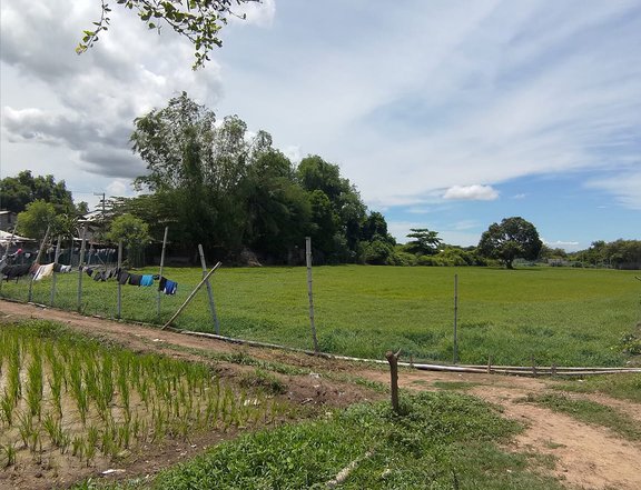 Agriculture farm lot for sale in Sta Barbara pangasinan
