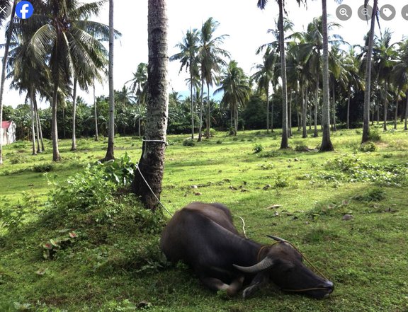 5000 Sqm Residential Farm Land in San Pablo City