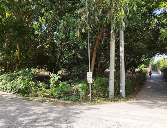 Residential Mango Farm in Bacnotan, La Union