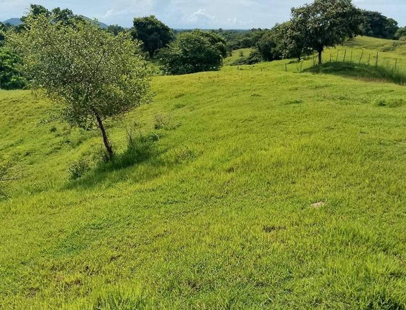 2 hectares Farm Lot For Sale in Cuyapo Nueva Ecija