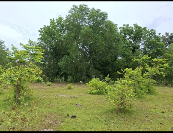 Premium 970sqm Lot 1.2kms away from Panglao International Airport