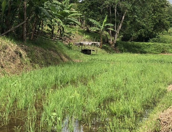 10-11 hectares Farm Lot in Carmen Bohol, 10 minutes walking distance from the main road. Negotiable