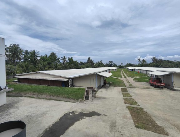 13,000 SQM Income Generating Poultry Farm for Sale in San Luis, Batangas