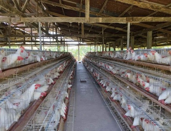 1.26 hectares Operational Poultry Farm business in San Juan Batangas