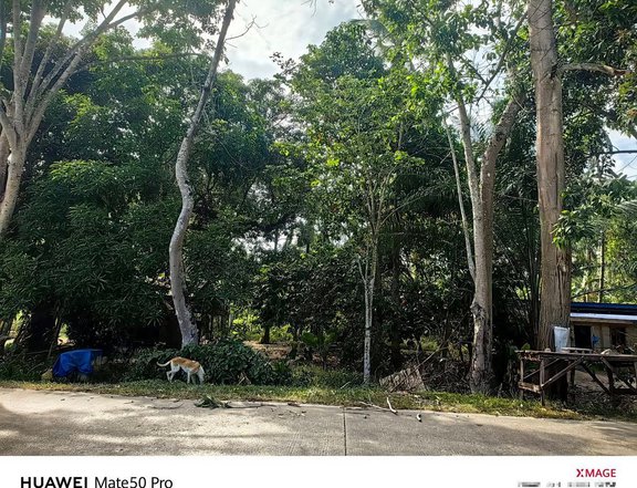 8,694 sqm Residential Farm For Sale in Aborlan Palawan