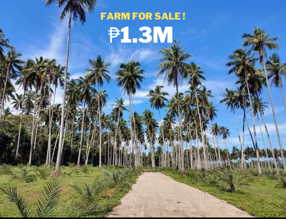 Coconut and Dates Farm for Sale in Tiaong Quezon
