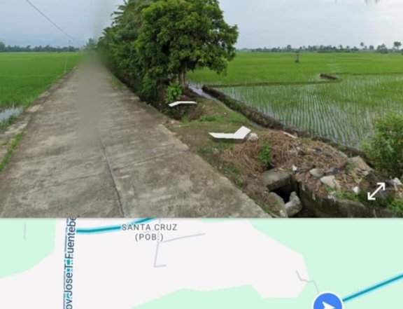 1.36 hectares Agricultural Farm For Sale By Owner in San Jose Camarines Sur