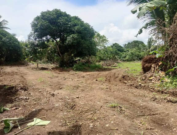 Farm Lot 500 sqm with fruit bearing trees In Silang Cavite