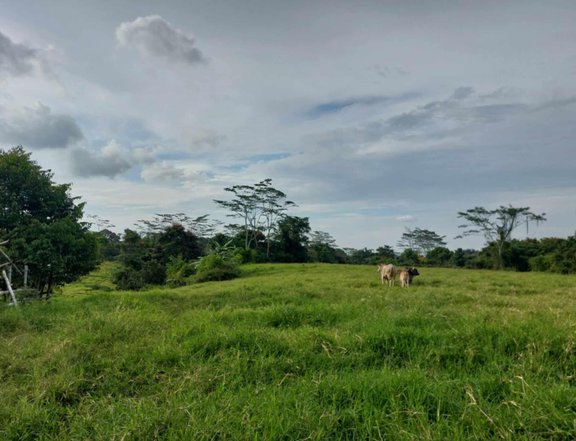 2.55 hectares Farm Lot For Sale in Salvacion, Libona Bukidnon