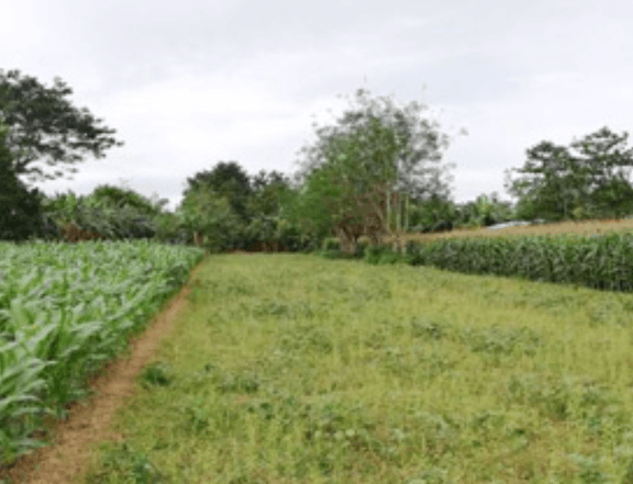Bank Foreclosed 2,252 sqm Agricultural Farm Lot For Sale Urbiztondo Pangasinan: Good for Retirement