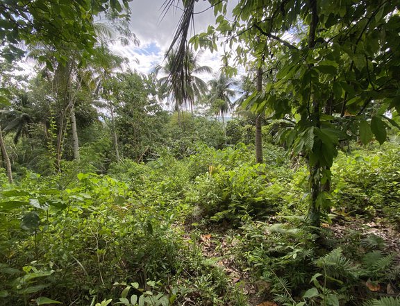1 hectare Residential Farm For Sale in Samal Island Davao Del Norte