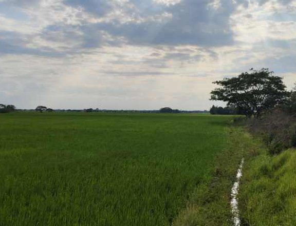 3.7 hectares Agricultural Farm For Sale in Cuyapo Nueva Ecija, tapat kalsada, mismong irrigasyon.