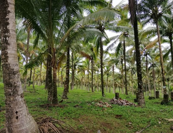 10.7 hectares Farm For Sale in Aloran Misamis Occidental