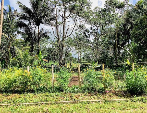 Farm lot with many fruit bearing trees in Cavite near Sonya's Garden