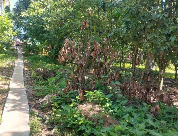 2,362 sqm Farm Lot For Sale in Davao City