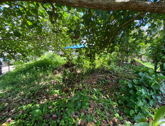 Peaceful land that is near the beach where you can jog daily and plant on your lawn