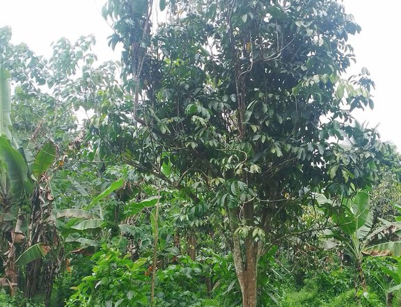 2 hectares Farm Lot For Sale in Gloria Oriental Mindoro
