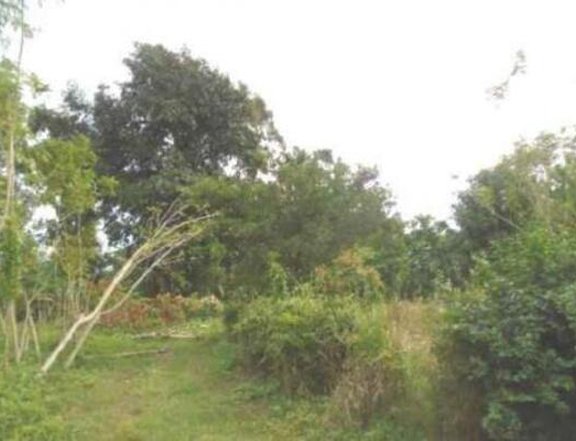 Foreclosed 5,265 sqm Residential Lot For Sale in Lipa Batangas
