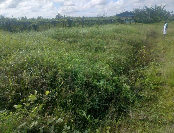 Lot for sale 3 hectares near airport Ubay Bohol 250/sqm