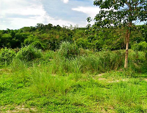 Agricultural 91.7 hectares Farm Lot For Sale in Floridablanca Pampanga