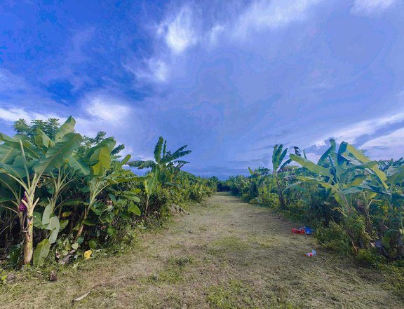 250 sqm Farmlot For Sale in Amadeo, Cavite