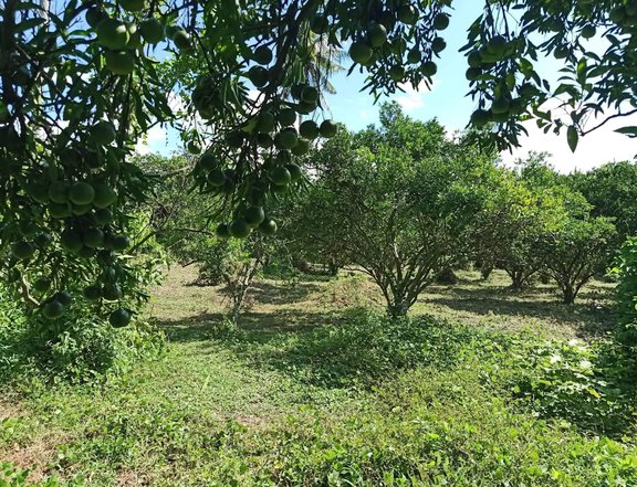 Agricultural farm for Sale by owner in Tiaong Quezon
