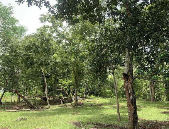 1,000 sqm Residential Lot For Sale in Dauis Bohol