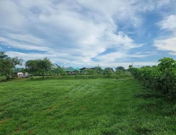 1 Hectare Farm Lot for sale