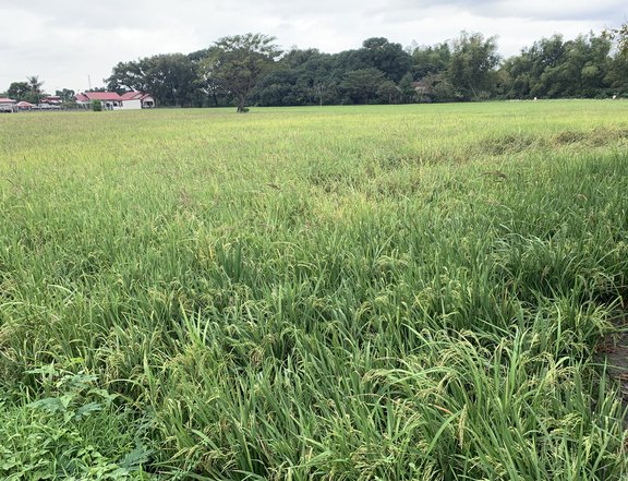 Farm lot 7,671 square meters for sale in Pulilan, Bulacan