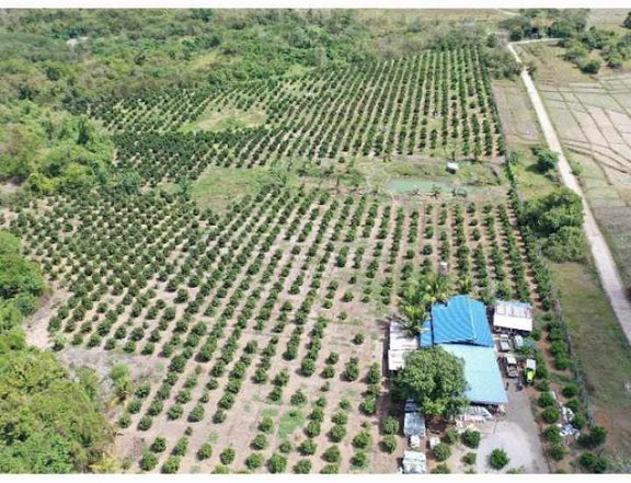 4.04 hectares Agricultural Farm For Sale in Camiling Tarlac