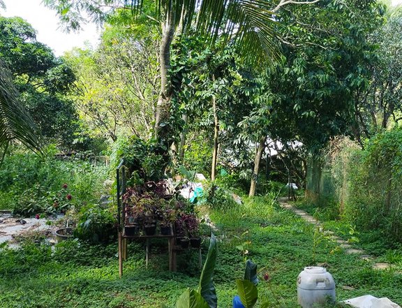 3.3 hectares farm lot with organic type piggery & 100 mango trees 22m