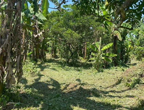 948sqm Agricultural Farm for Sale in Brgy Behia Tiaong Quezon Titled