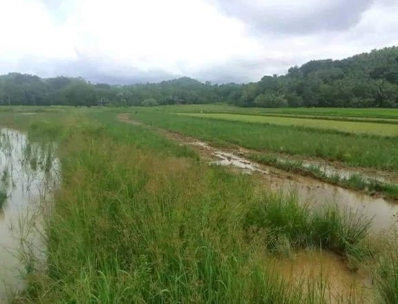 5221 sqm Rice Field Lot For Sale in Gumaca Quezon