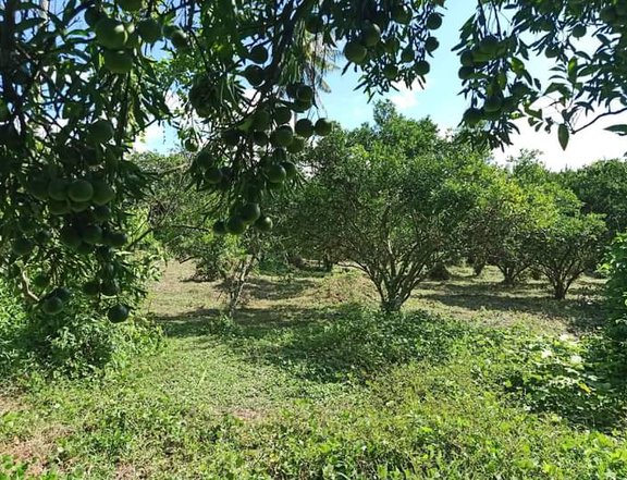 Farm with Dalandan Tree in Tiaong QUEZON