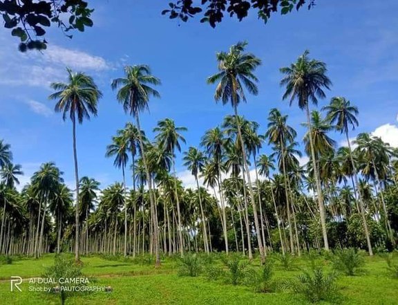 FARMLOT IN QUEZON PROVINCE