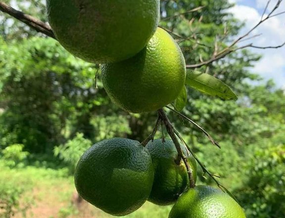 Affordable Citrus Farm in Tiaong Quezon