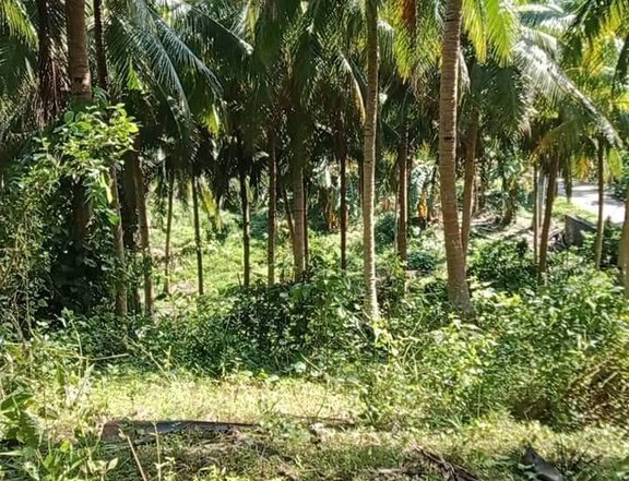 14000 sqm Agricultural Farm For Sale in Unisan Quezon