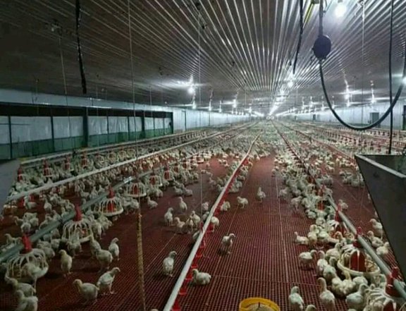 Tunnel ventilated poultry farm property