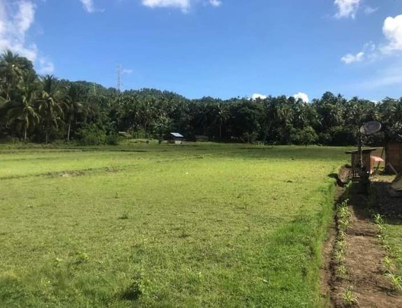 12000 sqm Agricultural Farm For Sale in Gumaca Quezon