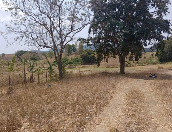 22000 sqm Agricultural Farm For Sale in Umingan Pangasinan