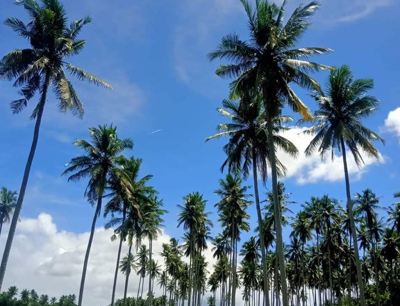 1000sqm Farm For Sale with coconut and Dates