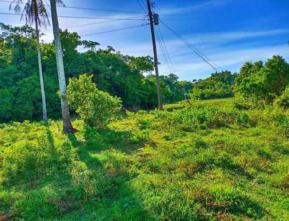 3 hectares Agricultural Farm For Sale in Caramoan Camarines Sur