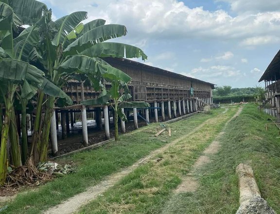 1.8 hectares Layering Farm For Sale in Arayat Pampanga