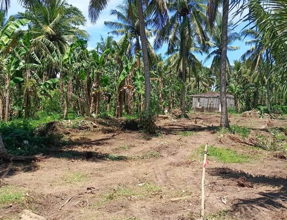 LOT FOR SALE near ECOTOURISM ROAD in SAN ISIDRO CANDELARIA QUEZON