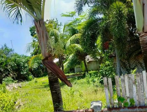800 sqm Lot For Sale in Panglao Bohol
